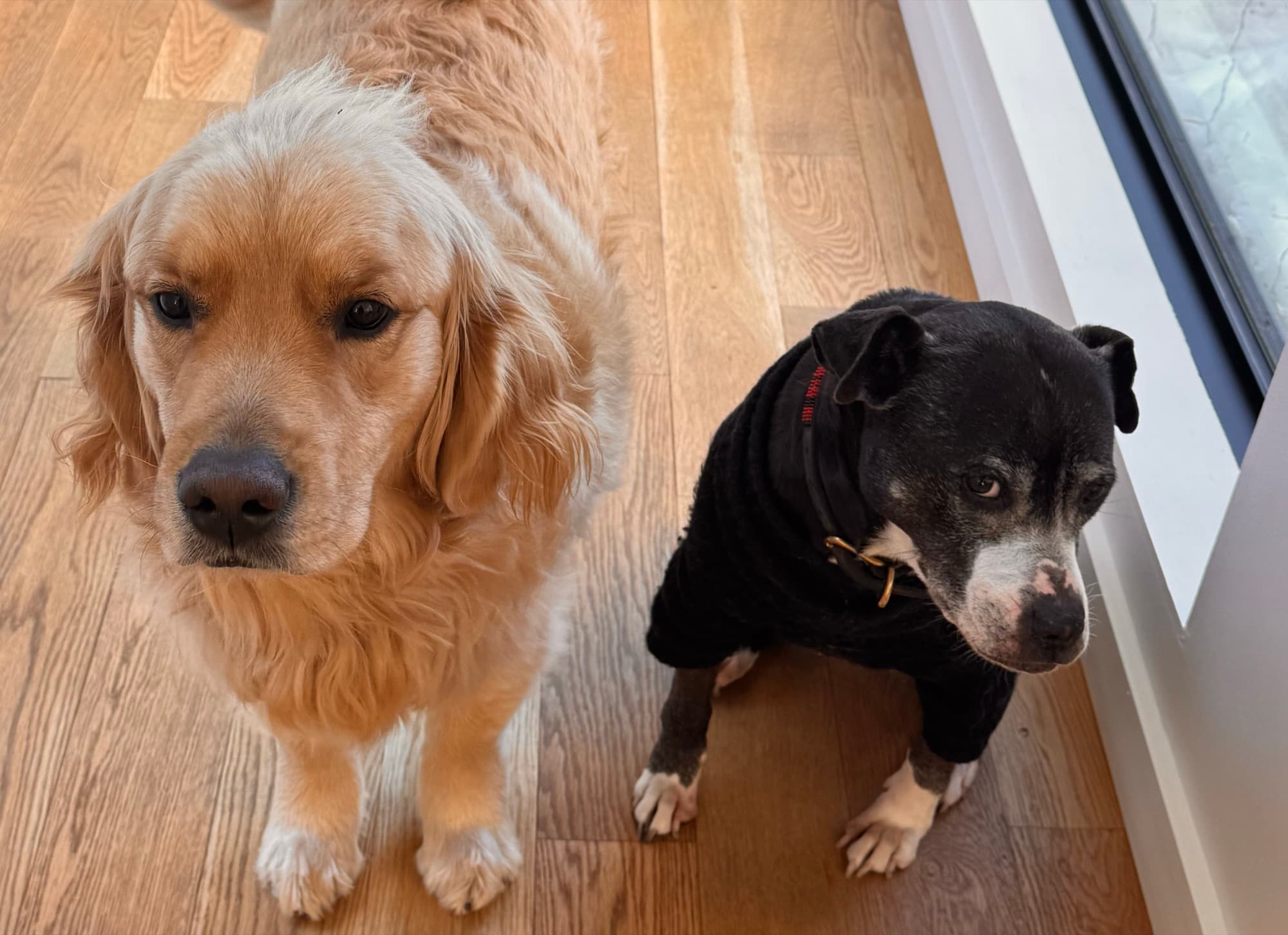 A golden retriever and a black staffie waiting by the door